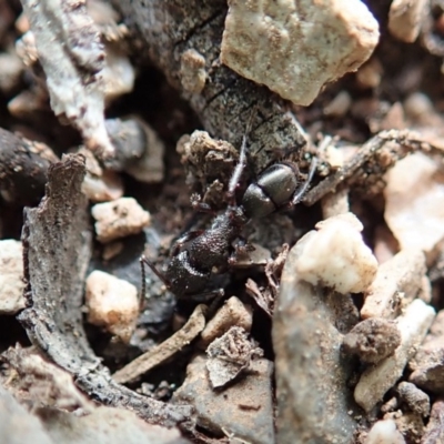 Rhytidoponera sp. (genus) (Rhytidoponera ant) at Dunlop, ACT - 22 Sep 2019 by CathB