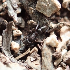 Rhytidoponera sp. (genus) at Dunlop, ACT - 22 Sep 2019