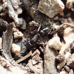 Rhytidoponera sp. (genus) at Dunlop, ACT - 22 Sep 2019