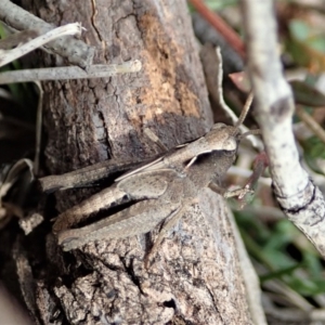 Cryptobothrus chrysophorus at Dunlop, ACT - 22 Sep 2019