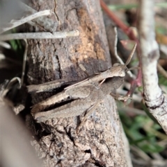 Cryptobothrus chrysophorus at Dunlop, ACT - 22 Sep 2019