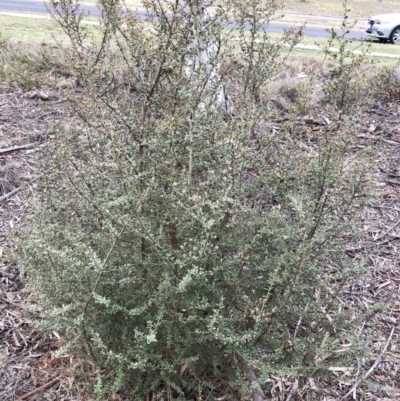 Bursaria spinosa subsp. lasiophylla (Australian Blackthorn) at Hughes Grassy Woodland - 22 Sep 2019 by ruthkerruish