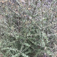 Bursaria spinosa subsp. lasiophylla at Hughes, ACT - 22 Sep 2019 02:00 PM