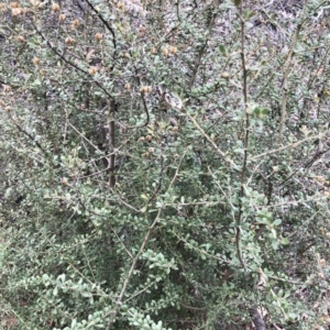 Bursaria spinosa subsp. lasiophylla at Hughes, ACT - 22 Sep 2019