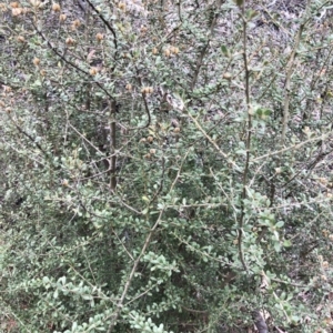 Bursaria spinosa subsp. lasiophylla at Hughes, ACT - 22 Sep 2019 02:00 PM