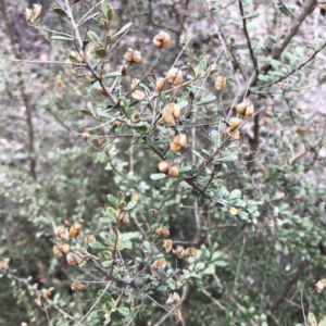 Bursaria spinosa subsp. lasiophylla at Hughes, ACT - 22 Sep 2019