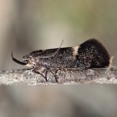 Leistomorpha brontoscopa (A concealer moth) at Aranda Bushland - 22 Sep 2019 by CathB