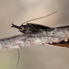 Leistomorpha brontoscopa at Dunlop, ACT - 22 Sep 2019