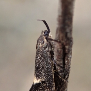 Leistomorpha brontoscopa at Dunlop, ACT - 22 Sep 2019