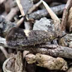 Leistomorpha brontoscopa at Dunlop, ACT - 22 Sep 2019