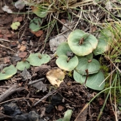 Cyrtostylis reniformis (Common Gnat Orchid) at Aranda, ACT - 18 Sep 2019 by CathB