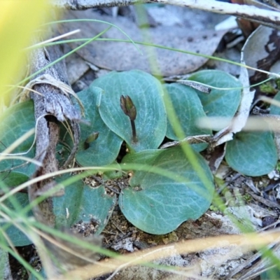 Cyrtostylis reniformis (Common Gnat Orchid) at Aranda, ACT by CathB