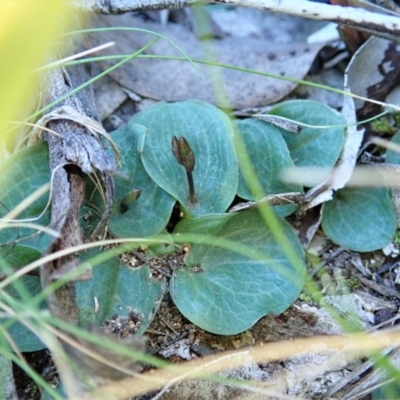 Cyrtostylis reniformis (Common Gnat Orchid) at Aranda Bushland - 30 Aug 2019 by CathB