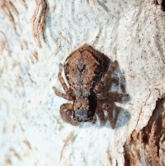 Servaea incana (Hoary Servaea) at Cook, ACT - 3 Sep 2019 by CathB