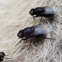 Muscidae (family) (Unidentified muscid fly) at Cook, ACT - 18 Sep 2019 by CathB