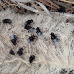 Muscidae (family) at Cook, ACT - 18 Sep 2019 01:53 PM