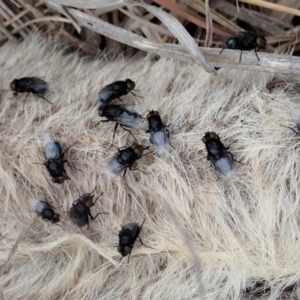 Muscidae (family) at Cook, ACT - 18 Sep 2019