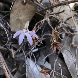 Caladenia fuscata at Wallaroo, NSW - 12 Sep 2019
