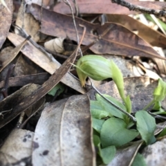 Pterostylis nutans (Nodding Greenhood) at Paddys River, ACT - 22 Sep 2019 by JasonC