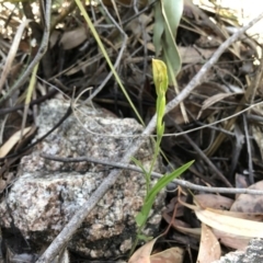 Bunochilus sp. (Leafy Greenhood) at Paddys River, ACT - 21 Sep 2019 by JasonC
