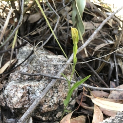 Bunochilus sp. (Leafy Greenhood) at Paddys River, ACT - 21 Sep 2019 by JasonC