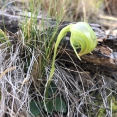 Pterostylis nutans (Nodding Greenhood) at Acton, ACT - 23 Sep 2019 by JasonC