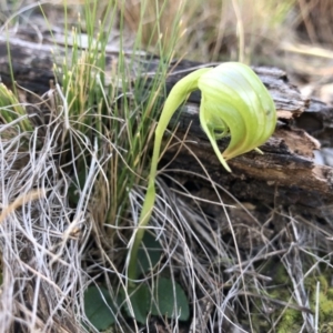 Pterostylis nutans at Acton, ACT - 23 Sep 2019