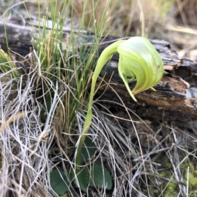 Pterostylis nutans (Nodding Greenhood) at Black Mountain - 23 Sep 2019 by JasonC