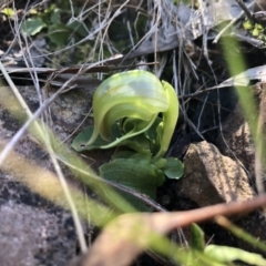 Pterostylis nutans at Acton, ACT - 23 Sep 2019