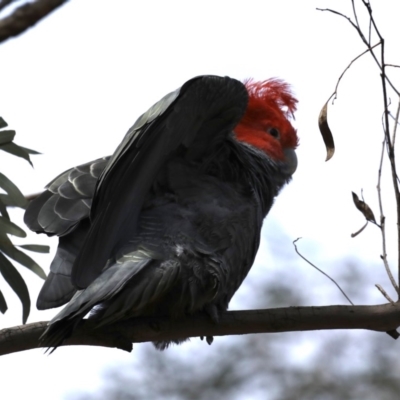 Callocephalon fimbriatum (Gang-gang Cockatoo) at Majura, ACT - 22 Sep 2019 by jb2602