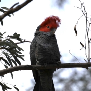 Callocephalon fimbriatum at Majura, ACT - 22 Sep 2019