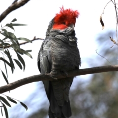 Callocephalon fimbriatum at Majura, ACT - 22 Sep 2019