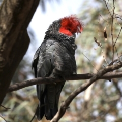 Callocephalon fimbriatum at Majura, ACT - 22 Sep 2019