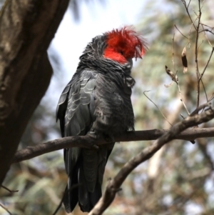 Callocephalon fimbriatum at Majura, ACT - 22 Sep 2019