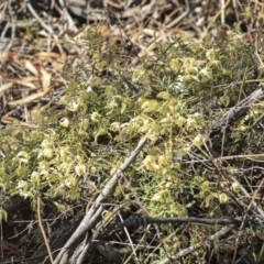 Clematis leptophylla (Small-leaf Clematis, Old Man's Beard) at Dunlop, ACT - 22 Sep 2019 by AlisonMilton