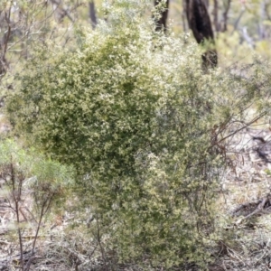 Clematis leptophylla at Dunlop, ACT - 22 Sep 2019