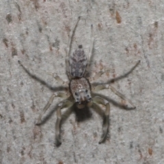 Arasia mollicoma at Hackett, ACT - 20 Sep 2019 12:50 PM