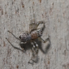 Arasia mollicoma at Hackett, ACT - 20 Sep 2019 12:50 PM