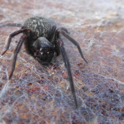 Badumna insignis (Black House Spider) at Yass River, NSW - 23 Sep 2019 by SenexRugosus