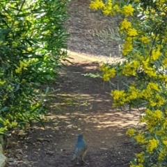 Ptilonorhynchus violaceus (Satin Bowerbird) at Acton, ACT - 15 Sep 2019 by AaronClausen