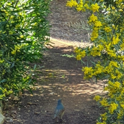 Ptilonorhynchus violaceus (Satin Bowerbird) at Acton, ACT - 15 Sep 2019 by AaronClausen