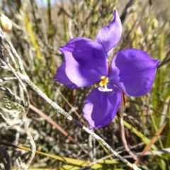 Patersonia sericea var. sericea (Silky Purple-flag) at Rugosa - 23 Sep 2019 by SenexRugosus