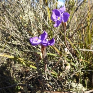 Patersonia sericea var. sericea at Yass River, NSW - 23 Sep 2019