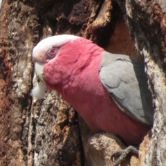 Eolophus roseicapilla (Galah) at Hughes, ACT - 20 Sep 2019 by RobParnell