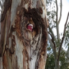 Eolophus roseicapilla at Hughes, ACT - 20 Sep 2019