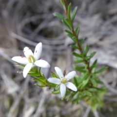 Rhytidosporum procumbens (White Marianth) at Yass River, NSW - 23 Sep 2019 by SenexRugosus