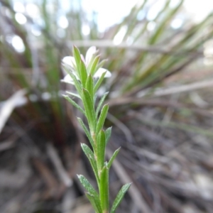 Rhytidosporum procumbens at Yass River, NSW - 23 Sep 2019