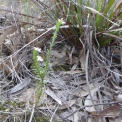 Rhytidosporum procumbens at Yass River, NSW - 23 Sep 2019