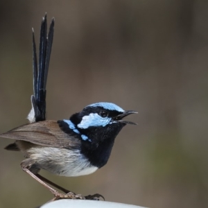 Malurus cyaneus at Eden, NSW - 23 Sep 2019 11:07 AM