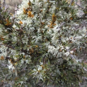 Melicytus dentatus at Shannons Flat, NSW - 21 Sep 2019 12:33 PM